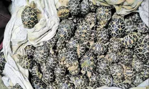 2000 நட்சத்திர ஆமைகள், மலைப்பாம்பு பறிமுதல்: வனத்துறை நடவடிக்கை