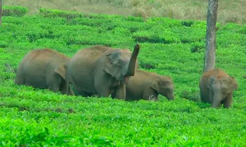 யானைகள் நடமாட்டம்- விறகு சேகரிக்க செல்ல தொழிலாளர்களுக்கு தடை