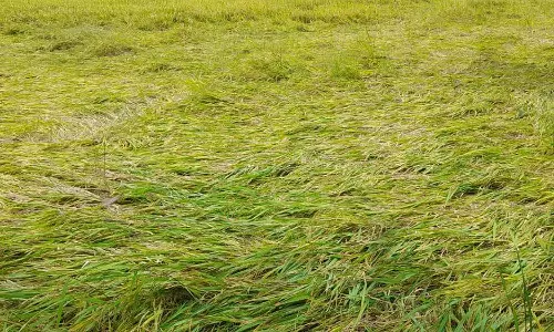 கனமழையால் 30 ஏக்கர் நெற்பயிர்கள் வயலில் சாய்ந்து சேதம்