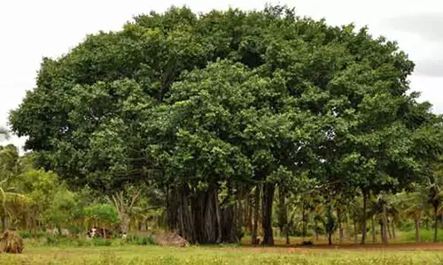 ஆலமரத்தில் வியாபாரம்!