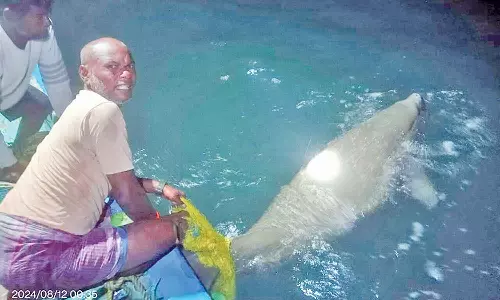 நடுக்கடலில் மீனவர் வலையில் சிக்கிய கடற்பசு