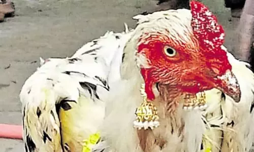 கோவிலில் ஜிமிக்கி போட்டு சிங்காரித்த சேவல் காணிக்கை