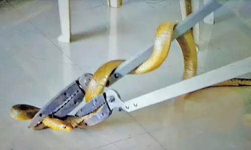 அரசு பள்ளிக்குள் புகுந்த பாம்பு