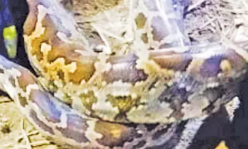 உப்பிலியபுரம் அருகே மலைப்பாம்பு பிடிபட்டது