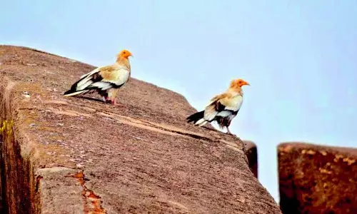 கழுகுகள் உணவு கொள்ளும் காட்சி