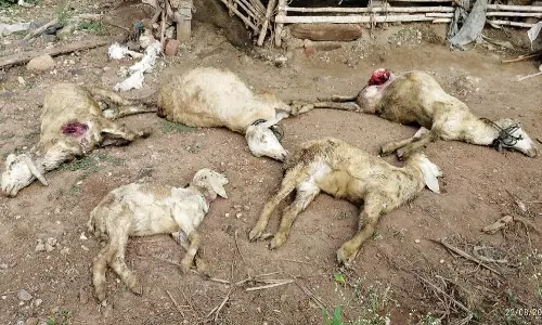 அந்தியூரில் தெருநாய்கள் கடித்து 5 ஆடுகள் பலி: விவசாயிகள் கோரிக்கை