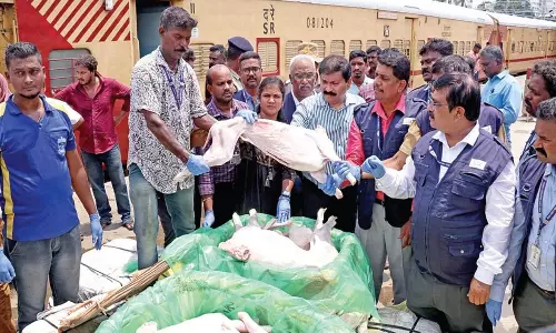 1000 கிலோ கெட்டுப்போன இறைச்சி மாயம்: ஓட்டல்களுக்கு வினியோகிக்கப்பட்டதா?