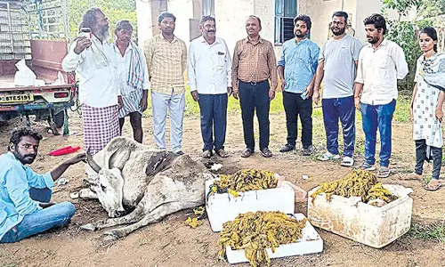 மாட்டின் வயிற்றில் இருந்து 70 கிலோ பிளாஸ்டிக் அகற்றம்
