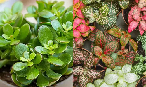 கண்களுக்கு குளிர்ச்சி தரும் அலங்கார செடிகள்