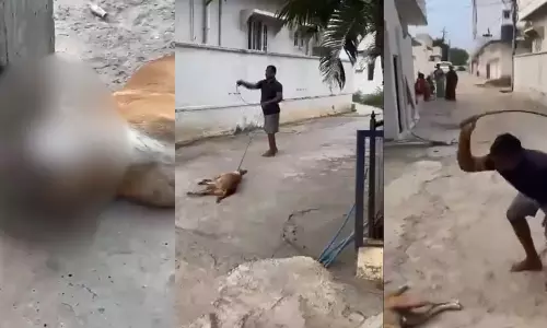 TELANGANA  Stray Dog
