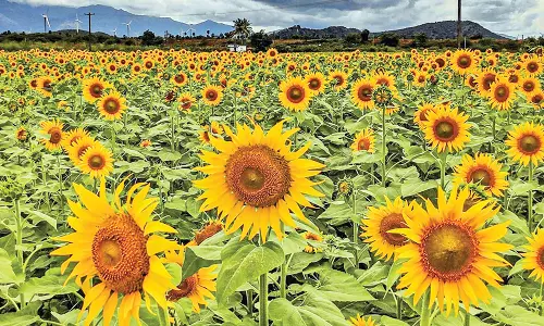 பூத்துக் குலுங்கும் சூரியகாந்தி: `செல்பி எடுக்க குவியும் சுற்றுலாப் பயணிகள்