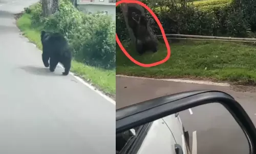 நான் சும்மா தானே போய்கிட்டு இருக்கேன், என்னை ஏன்டா தொந்தரவு பண்றீங்க....கைகூப்பி கும்பிட்ட கரடி