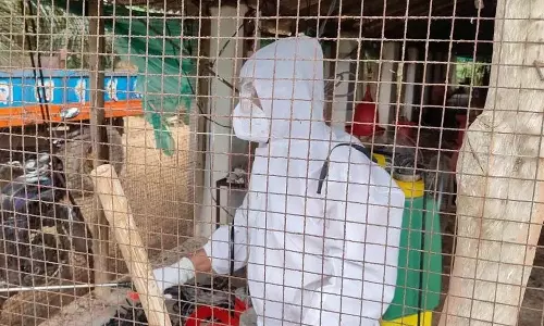 பறவைக்காய்ச்சல் எதிரொலி: ஒடிசாவில் 11,700 கோழிகள் அழிப்பு