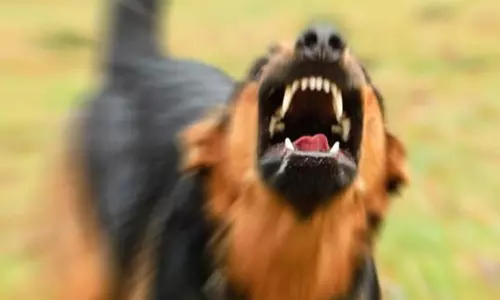 நடைபயிற்சி சென்ற ஆசிரியையை கடித்து கொன்ற நாய்கள்