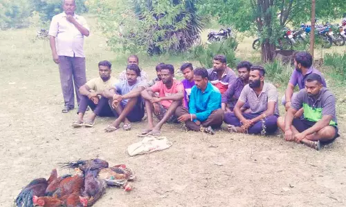 சேவல்களை வைத்து மெகா சூதாட்டம் நடத்திய 13 பேர் கைது