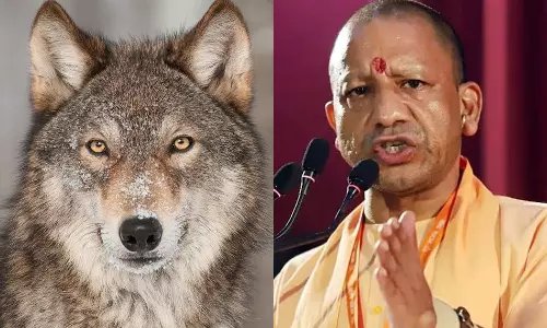 மனித வேட்டையில் தொடர்ந்து ஈடுபடும் ஓநாய்களை சுட்டுப்பிடிக்க நடவடிக்கை