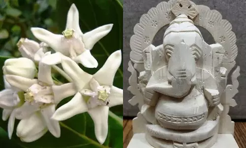 செல்வத்தை அள்ளிக்கொடுக்கும் வெள்ளெருக்கு விநாயகர்