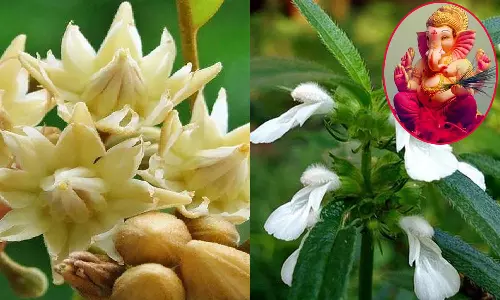 விநாயகருக்கு 21 வகை புஷ்ப பூஜை