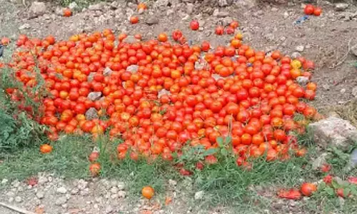 குப்பையில் கொட்டப்படும் தக்காளிகள்... விவசாயிகள் வேதனை