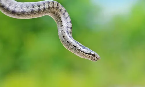 ரீல்ஸ் வீடியோ எடுக்க பாம்புக்கு முத்தமிட்ட வாலிபர் பலி