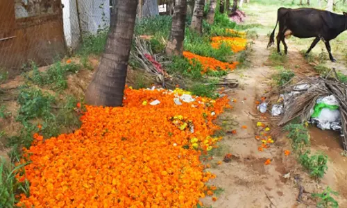 கேரளாவில் களையிழந்த ஓணத்தால் பூக்கள் சாகுபடி செய்த கோவை விவசாயிகள் ஏமாற்றம்