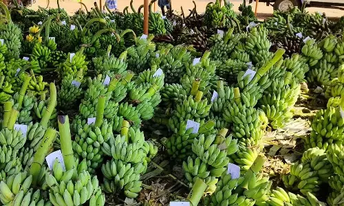 கேரள வியாபாரிகள் வருகை குறைந்ததால் நேந்திரன் வாழைத்தார் விலை வீழ்ச்சி... விவசாயிகள் வேதனை