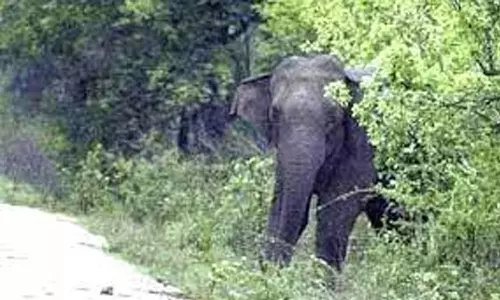 தொண்டாமுத்தூர் அருகே யானை தாக்கி வாலிபர் பலி