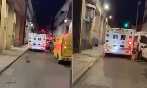 ஆம்புலன்சை நிறுத்தி ஏறிய நாய்... ஏன் தெரியுமா? வைரலாகும் வீடியோ