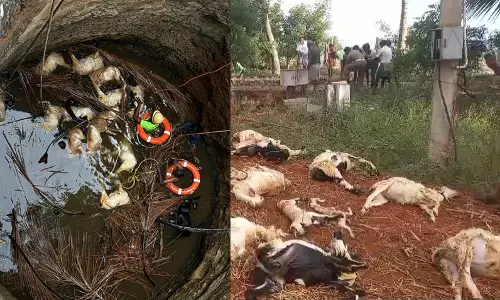 தெருநாய்கள் விரட்டியதில் கிணற்றுக்குள் விழுந்து 16 ஆடுகள் உயிரிழப்பு