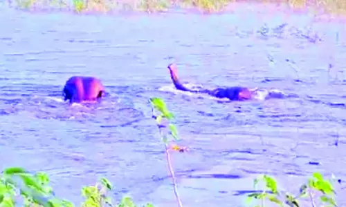 செங்கோட்டை அருகே குளத்தில் குதூகலமாய் குளியலிட்டு மகிழும் காட்டு யானைகள்...