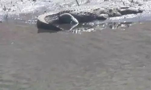 குட்டையில் 2 முதலைகள் நடமாட்டம்- பொதுமக்கள் அச்சம்