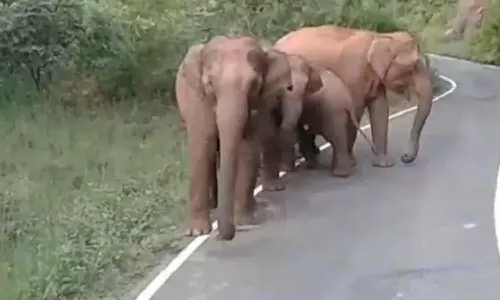 நடுரோட்டில் நின்று மிரட்டிய யானைகள்-  வாகன ஓட்டிகள் அச்சம்