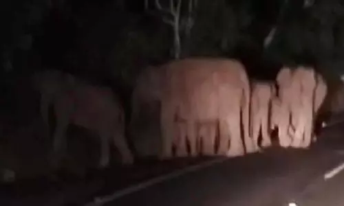 திம்பம் மலைப்பாதையில் குட்டிகளுடன் உலா வரும் யானைகள் கூட்டம்