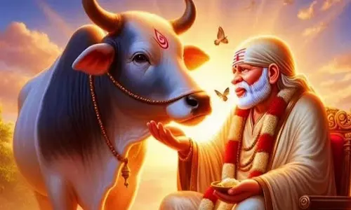 கன்று ஈனாத பசு பால் கறந்த அதிசயம்