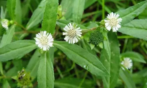இளமையை காக்கும் கரிசலாங்கண்ணி!