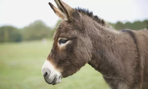 மின்சாரம் தாக்கி கழுதை பலி- 55 பேர் மீது வழக்குப்பதிவு