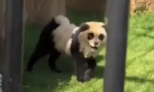 நாயை கரடியாக்கி காட்சிக்கு விட்ட சீன பூங்கா- வீடியோ வைரல்