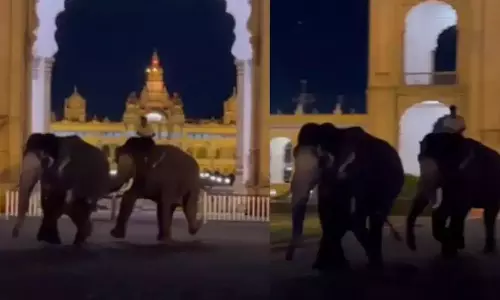 Elephants
