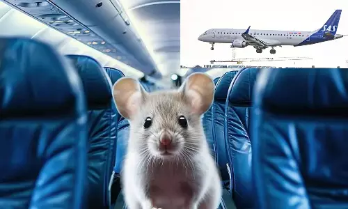 A rat was found alive in the food served on the flight from Norway to Spain!