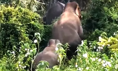 குடியிருப்பு பகுதிகளுக்குள் புகுந்து யானைகள் தொடர் அட்டகாசம்