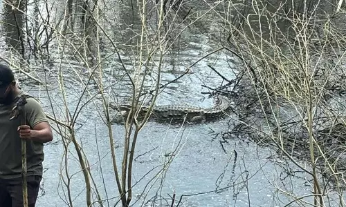 மேட்டுப்பாளையம் அருகே குட்டையில் மீண்டும் முதலை நடமாட்டம்- பொதுமக்கள் அச்சம்