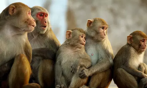 கொடூரனின் பிடியில் இருந்து 6 வயது சிறுமியை காப்பாற்றிய குரங்கு கூட்டம்