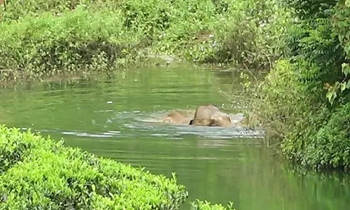 வால்பாறையில் தண்ணீரில் நீந்தி மகிழ்ந்த காட்டு யானை