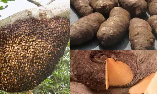 அலர்ஜி எதனால் ஏற்படுகிறது?