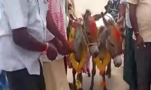 ஆந்திராவில் மழைவேண்டி கழுதைகளுக்கு திருமணம்