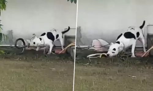 Pet dog bites and kills king cobra