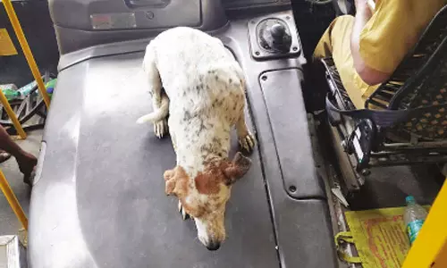 டவுன் பஸ்சுக்குள் பயணிகளுடன் பயணம் செய்த தெரு நாய்