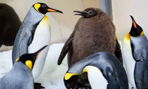 குட்டி பென்குயினின் சேட்டை