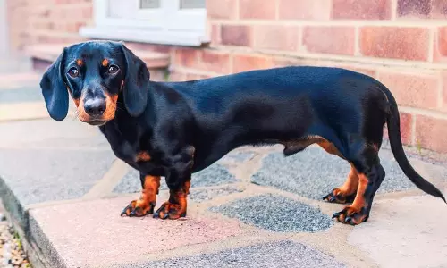 தமிழ்நாட்டில் 11 நாய் இனங்களுக்கு தடை