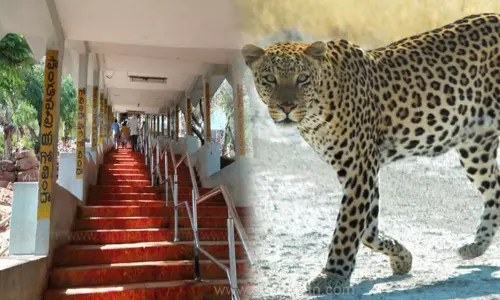 திருப்பதியில் சிறுத்தை நடமாட்டம்: ஸ்ரீவாரி மெட்டுப்பாதையில் இரவில் பக்தர்களுக்கு தடை